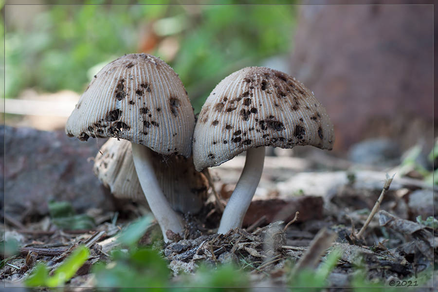 Coprinellus micaceus · October 2011 · photo: © r-a-p (iNaturalist, cc-by)
