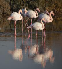 Phoenicopterus roseus