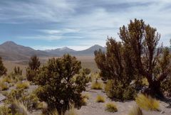 Polylepis tarapacana