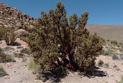 Polylepis tarapacana