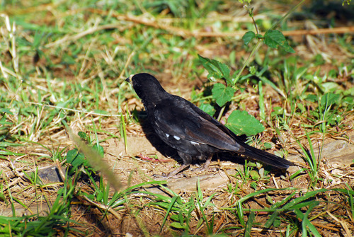 White-billed Buffalo Weaver (Bubalornis albirostris), photo 8