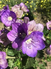 Phacelia grandiflora