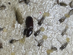 Carabidae