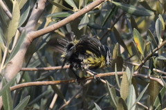 Cyanistes caeruleus