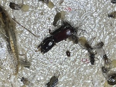 Carabidae