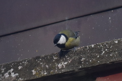 Parus major