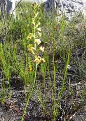 Tritoniopsis bicolor