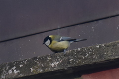 Parus major