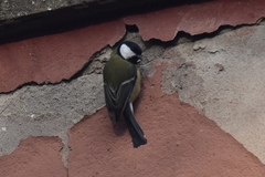 Parus major