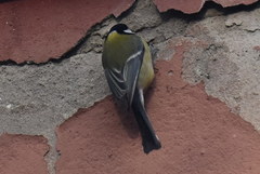 Parus major