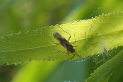 Orthotylus