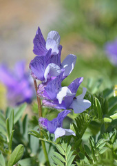 Vicia sosnowskyi