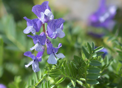 Vicia sosnowskyi