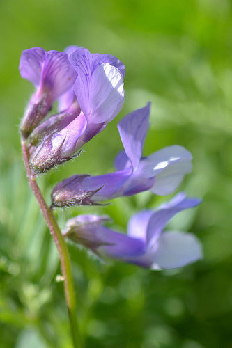 Vicia sosnowskyi
