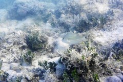 Haemulon flavolineatum