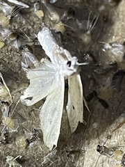 Scirpophaga incertulas