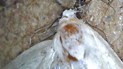 Scirpophaga incertulas