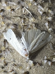 Scirpophaga incertulas