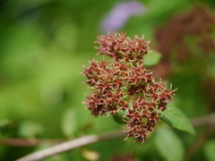 Spiraea canescens