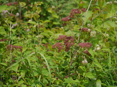 Spiraea canescens