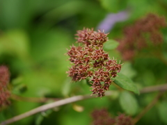 Spiraea canescens
