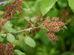 Spiraea canescens