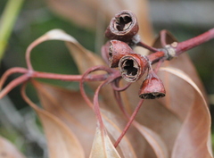 Eucalyptus urophylla