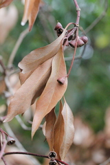 Eucalyptus urophylla
