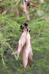 Eucalyptus urophylla