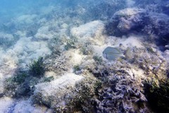 Haemulon flavolineatum