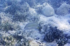 Haemulon flavolineatum