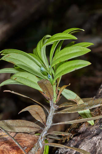 Podocarpaceae image