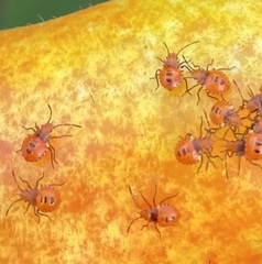 Phthiacnemia picta
