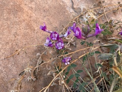 Astragalus zionis