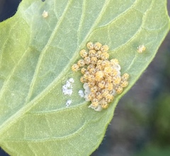 Phthiacnemia picta