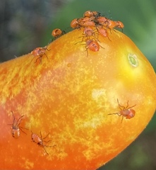 Phthiacnemia picta