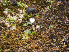 Cerastium nigrescens arcticum