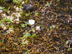 Cerastium nigrescens arcticum