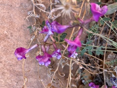 Astragalus zionis