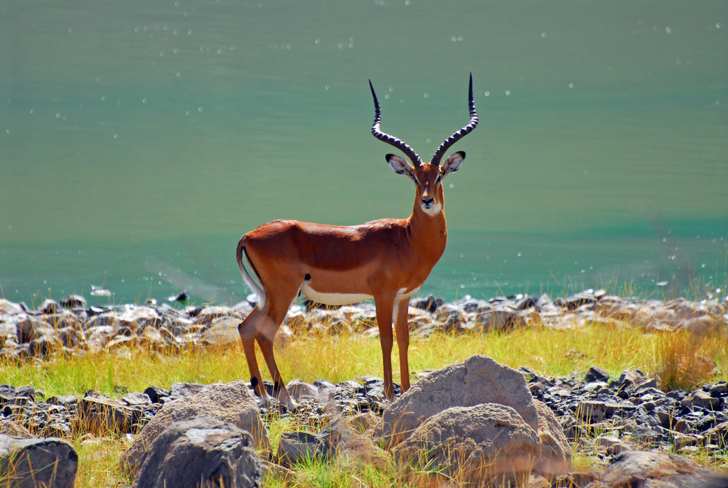 Impala (Aepyceros melampus)