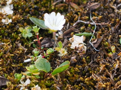 Cerastium nigrescens arcticum