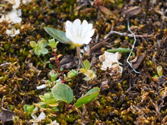 Cerastium nigrescens arcticum
