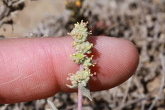 Atriplex watsonii