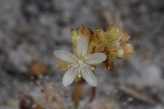 Drosera roseana
