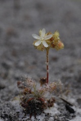 Drosera roseana