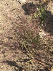 Muhlenbergia microsperma