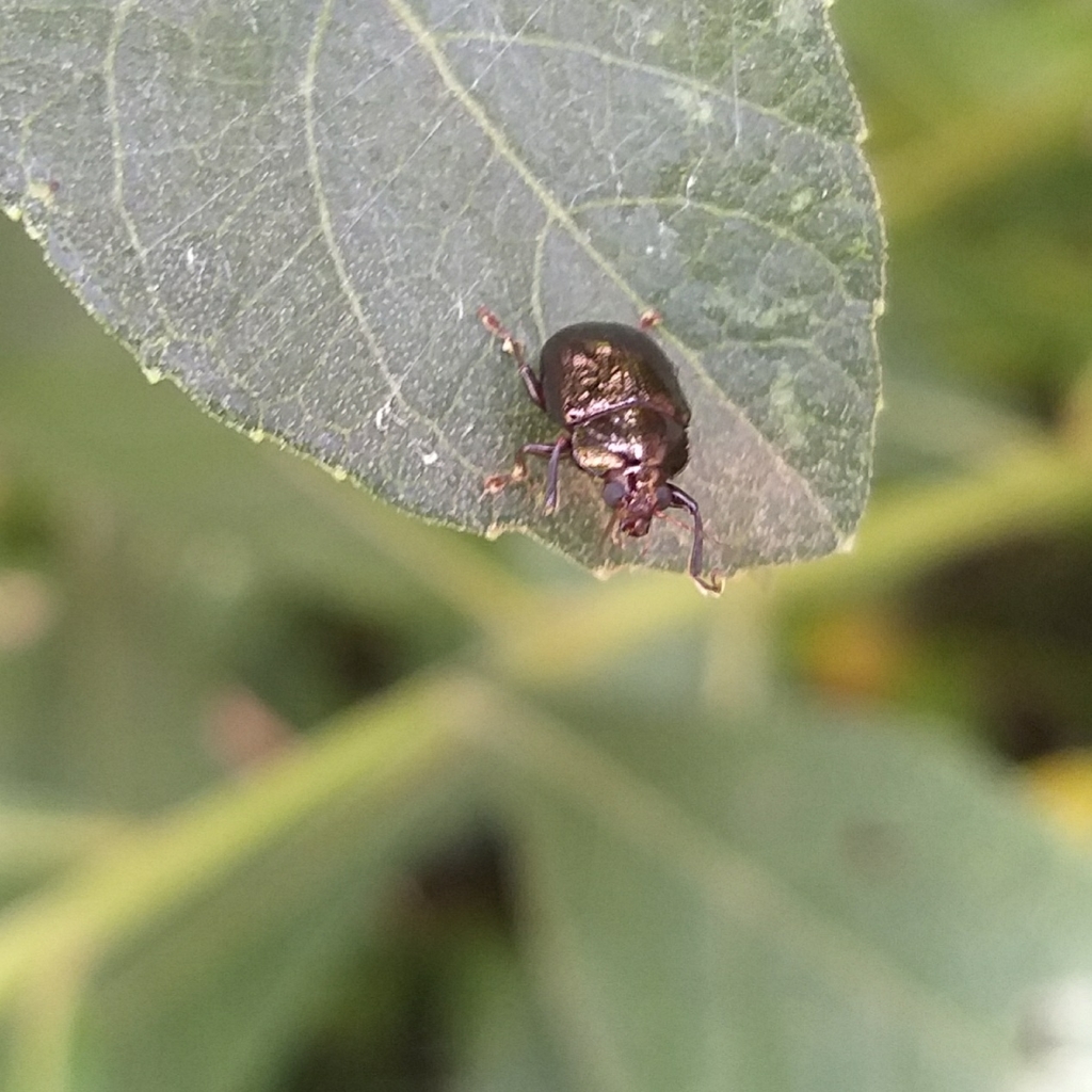Ledesmodina
