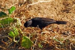 Bubalornis albirostris