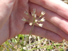 Allium drummondii