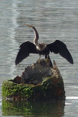 Anhinga anhinga